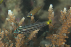 Cheilodipterus artus