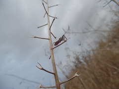 Rhynocoris erythropus