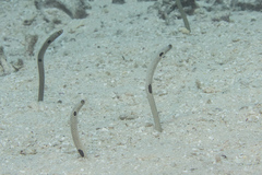 Heteroconger hassi