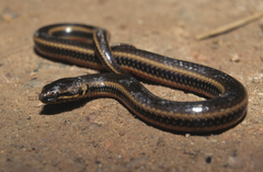 South American Pond Snake photo 3