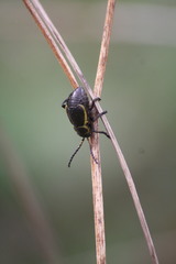 Arima marginata