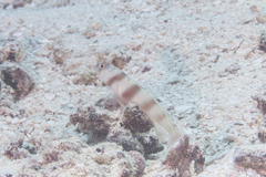 Amblyeleotris steinitzi