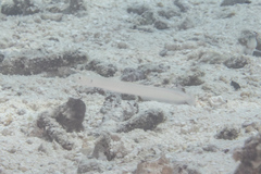 Gunnellichthys monostigma