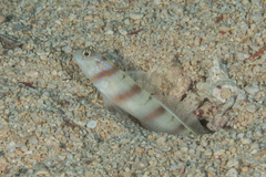 Amblyeleotris steinitzi