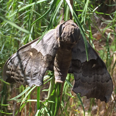Pachysphinx occidentalis