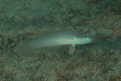 Valenciennea strigata