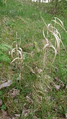 Phalaris arundinacea