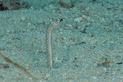Gorgasia maculata