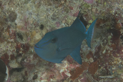 Odonus niger