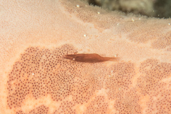 Zenopontonia soror