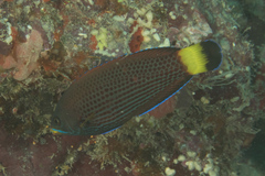 Pseudodax moluccanus