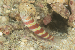 Amblyeleotris wheeleri