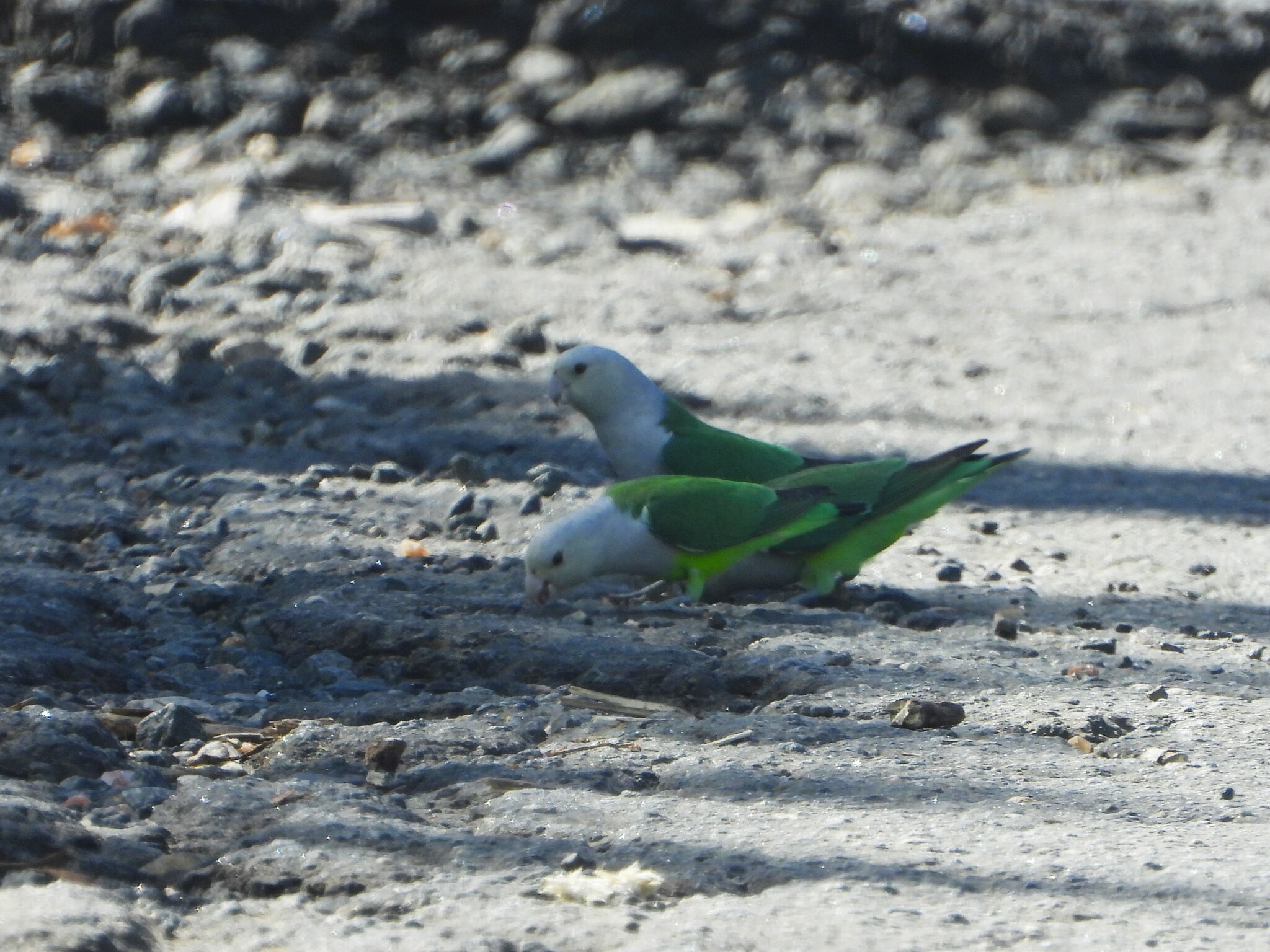 Grey-headed Lovebird (Agapornis canus), photo 6
