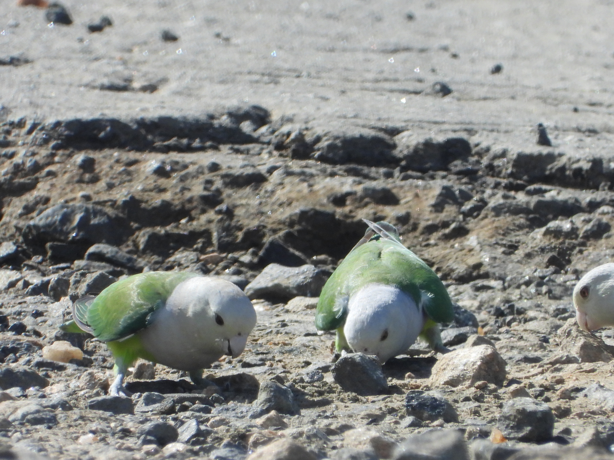 Grey-headed Lovebird (Agapornis canus), photo 4