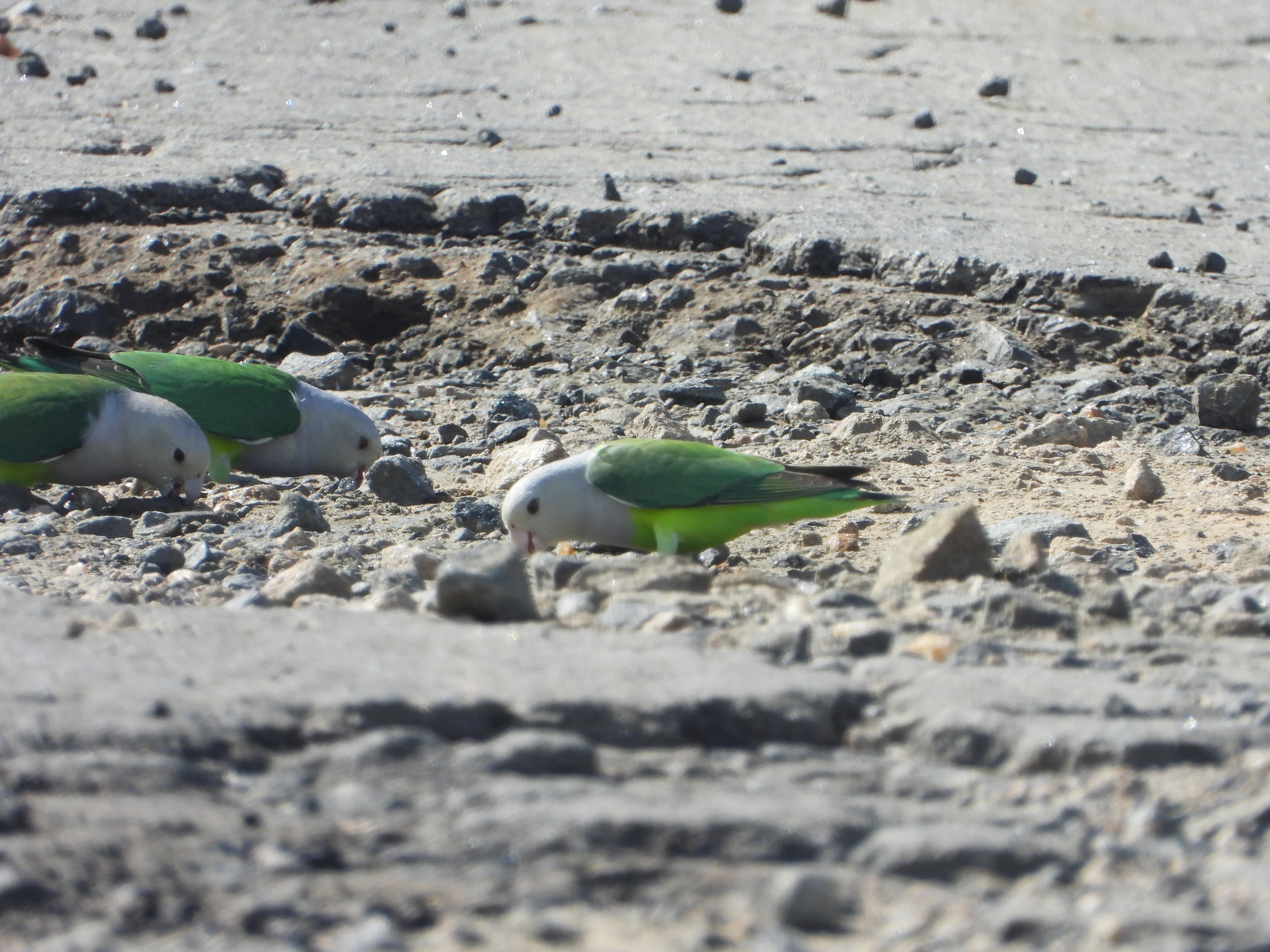 Grey-headed Lovebird (Agapornis canus), photo 5