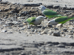 Grey-Headed Lovebird photo 5
