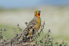 Macronyx capensis capensis