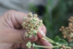 Parthenium fruticosum