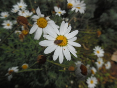 Strobilotoma typhaecornis