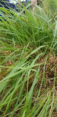 Arrhenatherum elatius