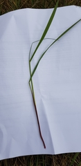 Arrhenatherum elatius