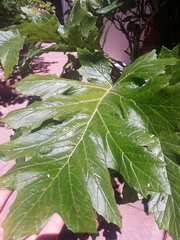 Acanthus mollis