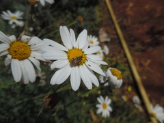 Strobilotoma typhaecornis