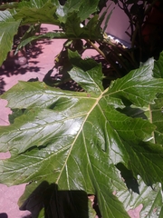 Acanthus mollis