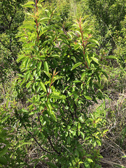 Prunus rivularis