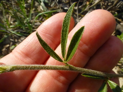 Psoralea uncinata