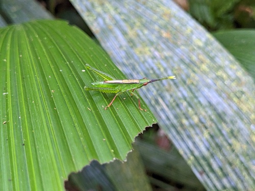 Pseudopyrgus curtipennis, 2024-04-28