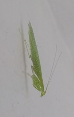 Iridopteryginae