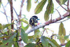 Eurylaimus ochromalus