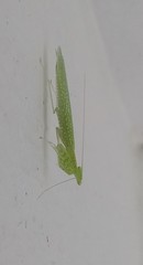 Iridopteryginae