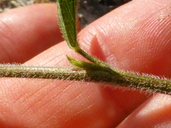 Psoralea uncinata