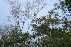 Treron curvirostra