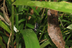 Penthicodes farinosus