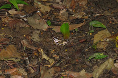 Lexias canescens