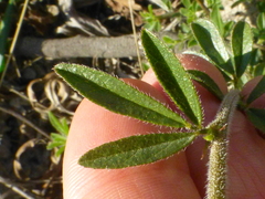 Psoralea uncinata