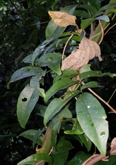 Wisteriopsis reticulata