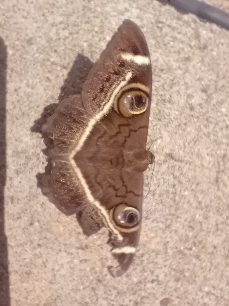 Creamstriped Owl From 36X8 6P5 Mikolongwe Malawi On May 8 2024 At 12 creamstriped-owl-from-36x8-6p5-mikolongwe-malawi-on-may-8-2024-at-12