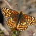 Mariposa Parche de Gabb - Photo (c) dlbowls, algunos derechos reservados (CC BY-NC), subido por dlbowls