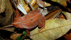 Rhinella hoogmoedi