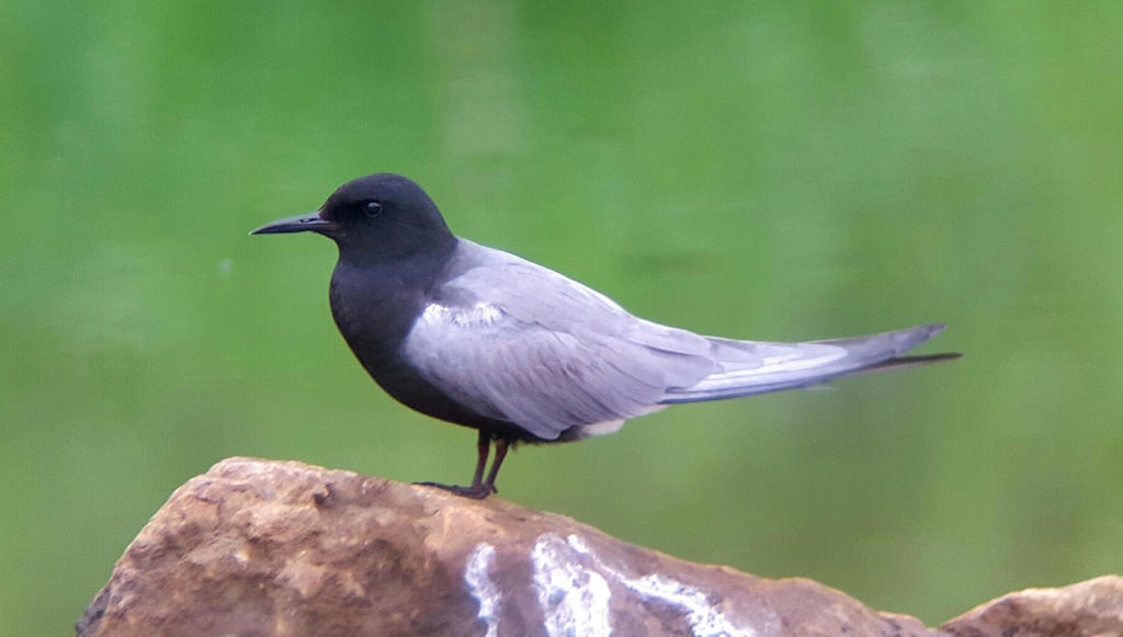 Black Tern photo