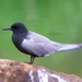 Black Tern - Photo (c) David Yeany, some rights reserved (CC BY-NC), uploaded by David Yeany