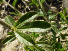 Psoralea uncinata