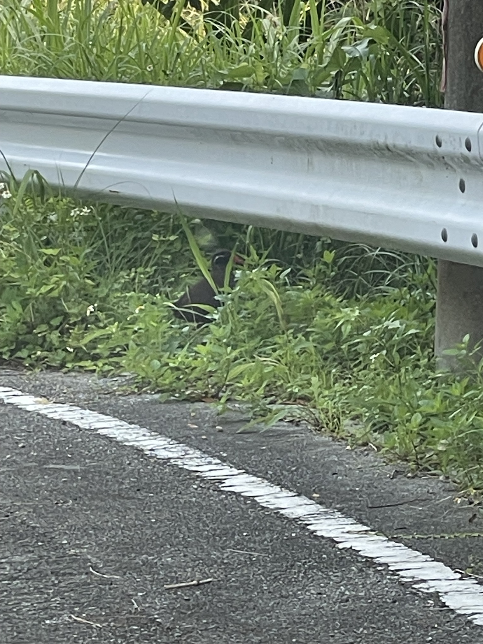 Okinawa Rail (Gallirallus okinawae), photo 5