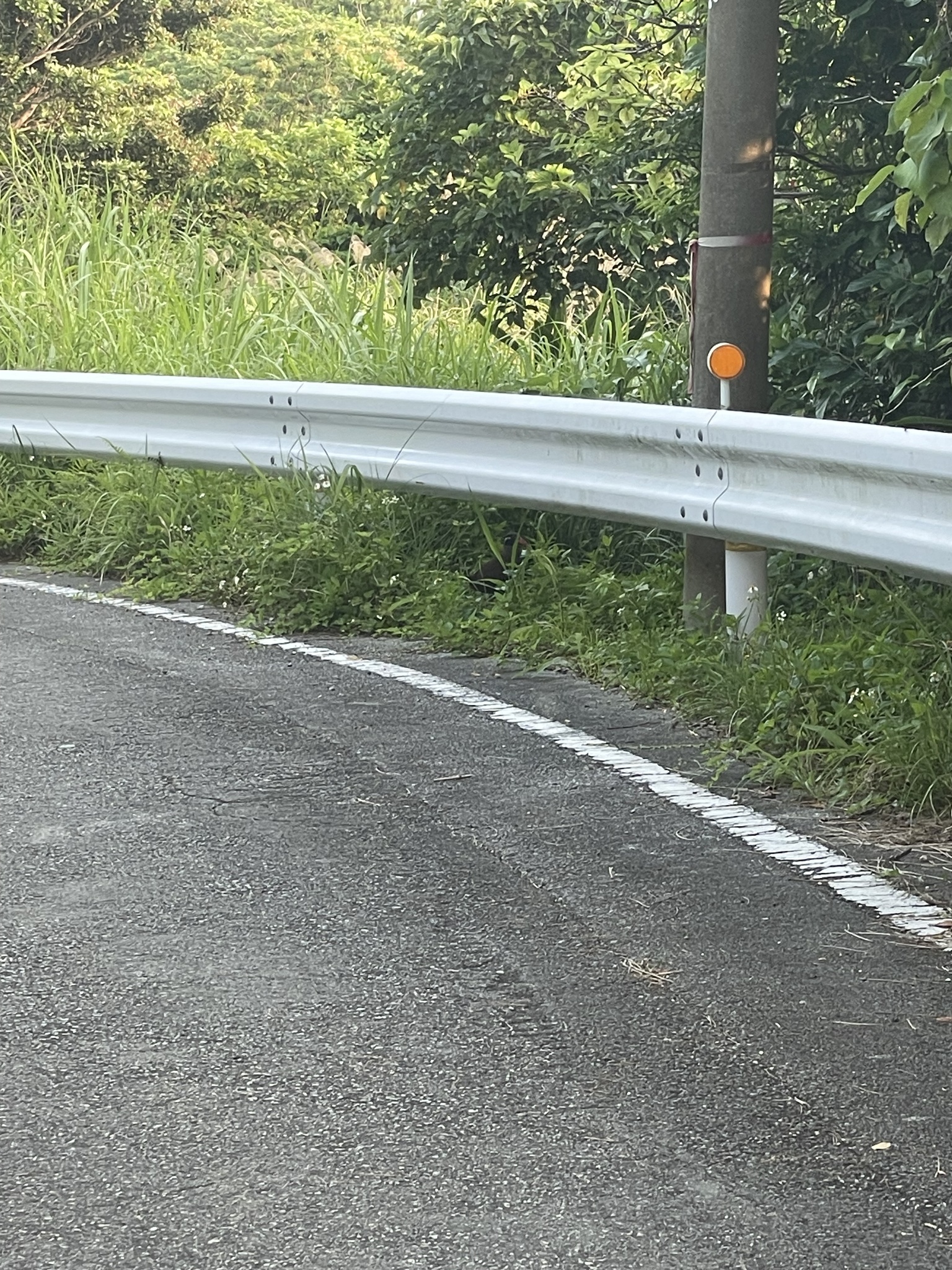 Okinawa Rail (Gallirallus okinawae), photo 7