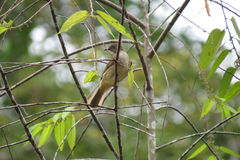 Rubigula erythropthalmos