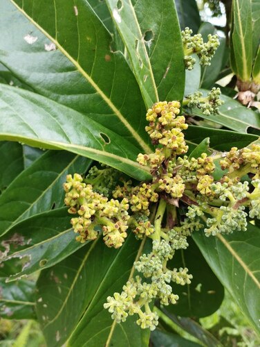 Aniba robusta